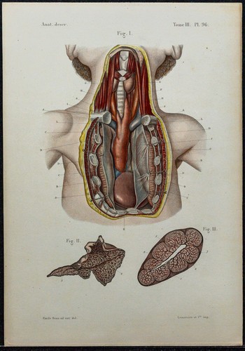 1866 struttura thymus - 1866,