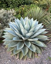 Agave ovatifolia - agave a