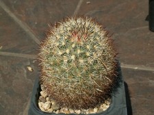 Pediocactus simpsonii v