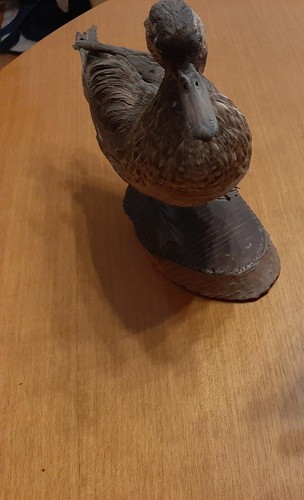 Tassidermia uccello - tassidermia,
