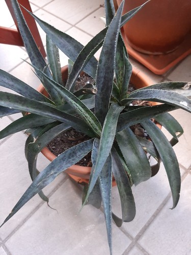 Piante grasse rare - piante,