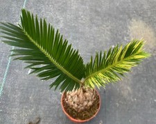 Raro Cactus Cycas revoluta