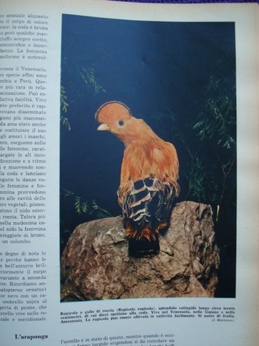 Natura viva uccelli vallardi - natura, viva-uccelli-vallardi