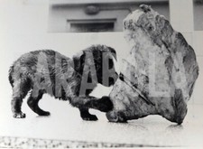 Foto Vintage Animali Regno Unito Cucciolo e mamma 3 foto stampa 21x15 cm