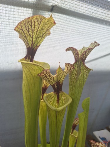 Sarracenia