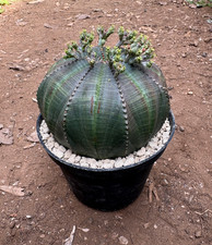 EUPHORBIA OBESA - SUCCULENTA -