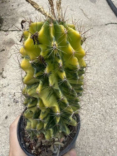 Thelocactus setispinus