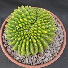 Gymnocalycium mihanowichii