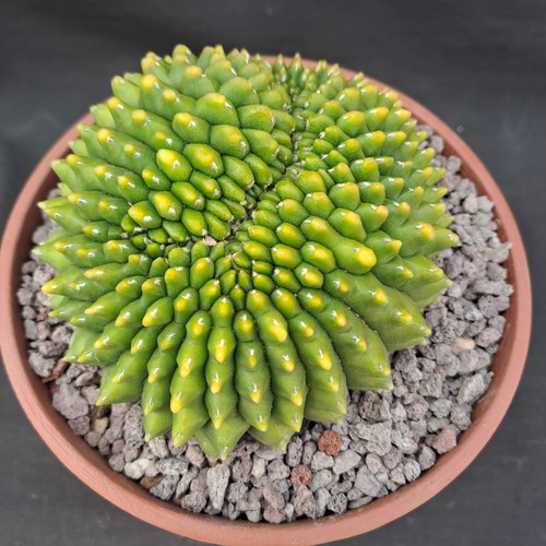 Gymnocalycium mihanowichii