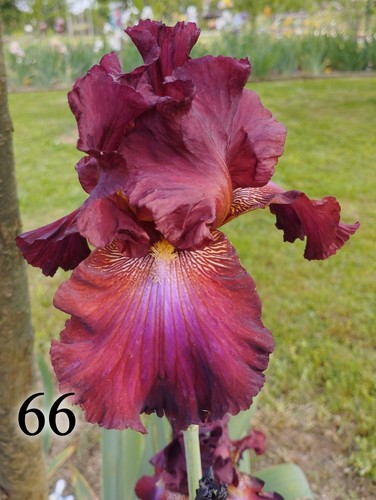 Rizoma iris germanica - iris,