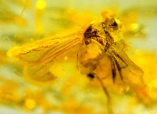 Ambra del Mar Baltico con RARA