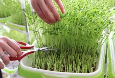 KIT VASSOIO PER GERMINAZIONE