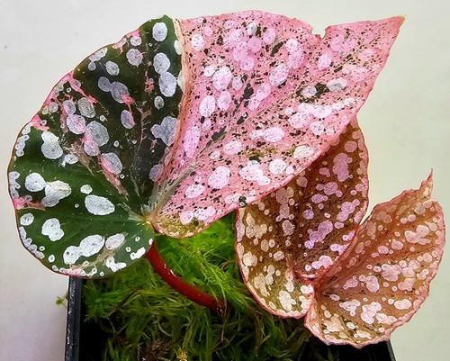 Begonie begonia snowcap - snowcap, rosa