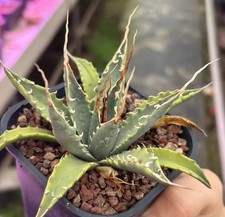 Rara pianta di cactus agave