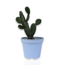 Pianta grassa fico - fico, d'india