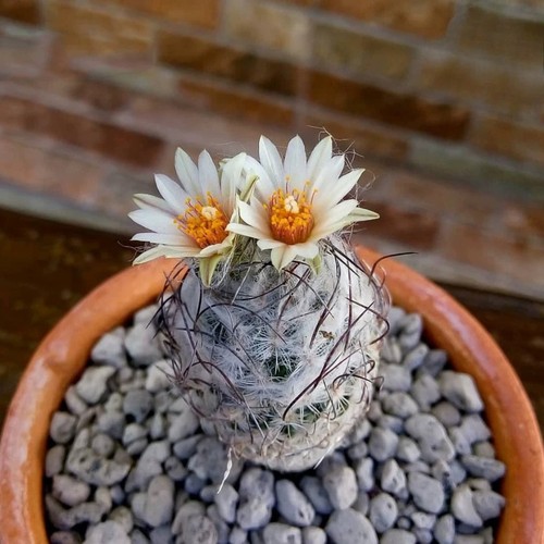 Pianta cactus succulenta - succulenta, 2