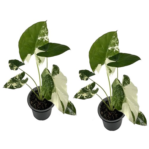 Alocasia macrorrhiza - alocasia,