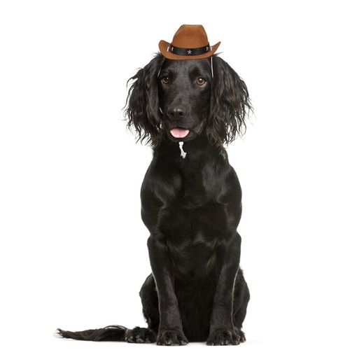 Accessori cani cappelli per - accessori,