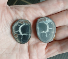 Septaria nodule poli 3 x 2,2 cm poids total 18,40 g /  Maroc