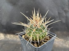 ECHINOFOSSULOCACTUS ARRIGENS