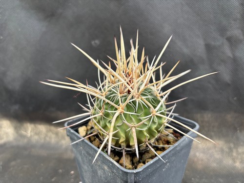 Echinofossulocactus arrigens - echinofossulocactus,