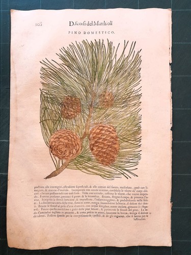 Mattioli matthioli erbario - mattioli,