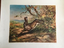 ROBERTO LEMMI - STAMPA "LEPRE" - caccia venatoria - Editoriale Olimpia 
