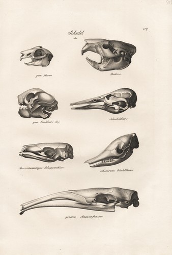 Cranio skull scheletro - cranio,