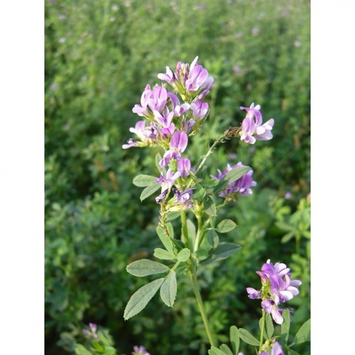 Semi erba medica - di,