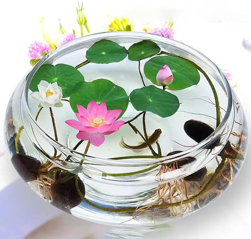 Flor nenúfar nelumbo - nenúfar,