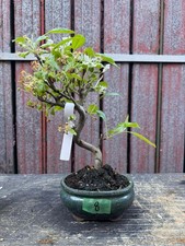 Bonsai melo n8 - bonsai,