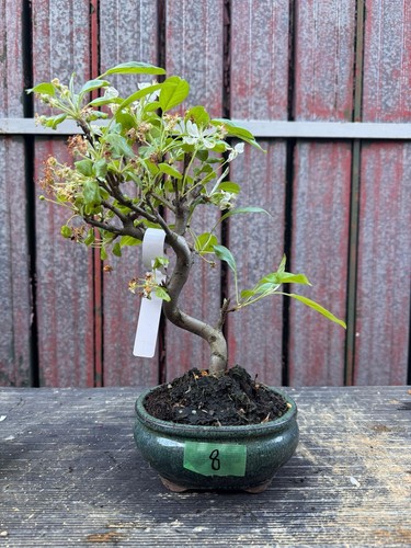 Bonsai melo n8 - bonsai, di