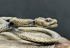Serpente antico scultura - , in