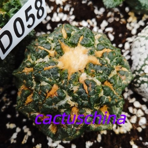 Ariocarpus copiapoa - ----, ariocarpus-copiapoa