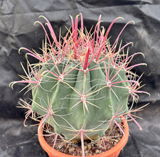 FEROCACTUS PENINSULAE BAJA