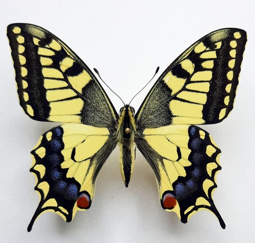 Papilio machaon grecia - ,