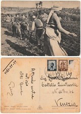 SCUTARI - DRISHTI - SHKODER - ALBANIA - SEMINA DEL GRANO TURCO - VIAGG. -7880-