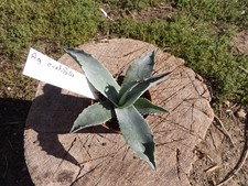 Agave Ovatifolia pot5cm