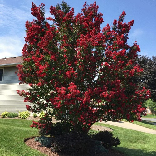 Lagerstroemia indica dynamite - indica,