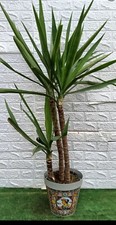 TRIS JUCCA ELEFANTINA