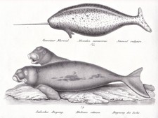 Narval Narwhal Dugongo Balena