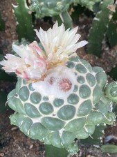 Coryphantha elephantidens cactuspianta succulenta decorazione giardino boutique 10-12 cm