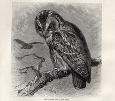 Stampa Antica 1894 = ALLOCCO =