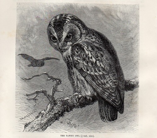 1894 allocco uccelli rapaci - allocco,