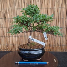 Bonsai azalea 31cm - 31cm, visita