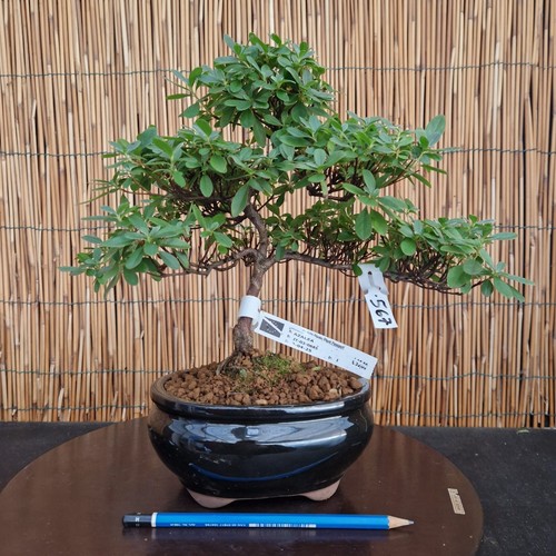 Bonsai azalea 31cm visita - bonsai, h