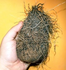 Dioscorea pentaphylla, igname