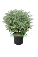 Pianta di Finger Lime Rosso