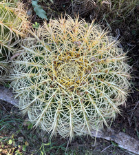 ECHINOCACTUS GRUSONII - PIANTA