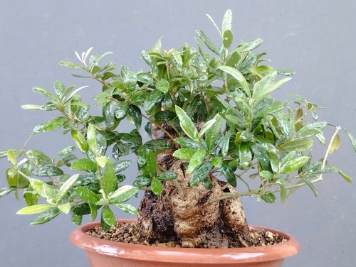 Bonsai olivastro 30x20cm - 30x20cm, in